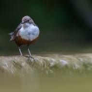 photo-oiseaux-145