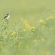 photo-oiseaux-152