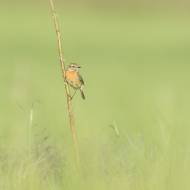 photo-oiseaux-153