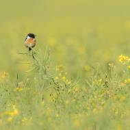 photo-oiseaux-154
