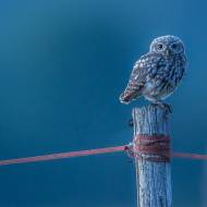 photo-oiseaux-155