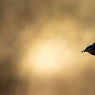 photo-oiseaux-156