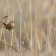 photo-oiseaux-157