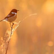 photo-oiseaux-158