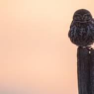 photo-oiseaux-161
