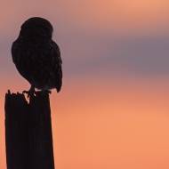 photo-oiseaux-162