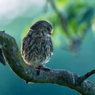 photo-oiseaux-163