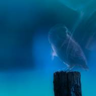 photo-oiseaux-164