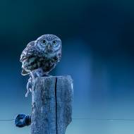 photo-oiseaux-165