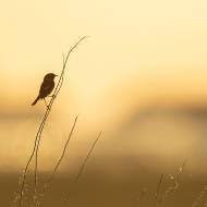 photo-oiseaux-166