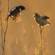 photo-oiseaux-167