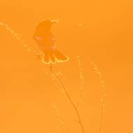 photo-oiseaux-168