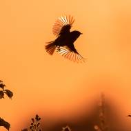 photo-oiseaux-169