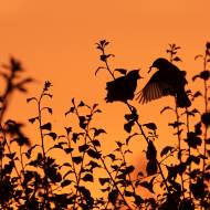 photo-oiseaux-170