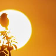 photo-oiseaux-171