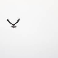 photo-oiseaux-173