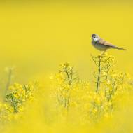 photo-oiseaux-175
