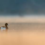 photo-oiseaux-176