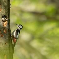 photo-oiseaux-177