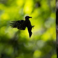 photo-oiseaux-178