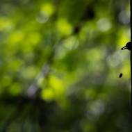 photo-oiseaux-179