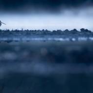 photo-oiseaux-181
