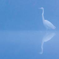 photo-oiseaux-182