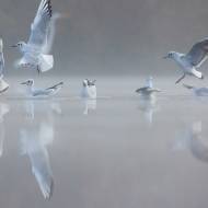 photo-oiseaux-183
