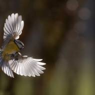photo-oiseaux-185