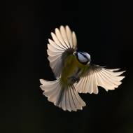 photo-oiseaux-186