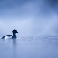 photo-oiseaux-187