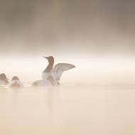 photo-oiseaux-189