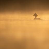photo-oiseaux-190