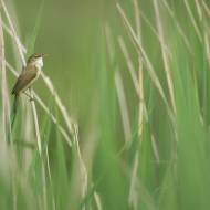 photo-oiseaux-192