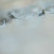 photo-oiseaux-193