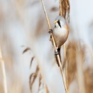 photo-oiseaux-194