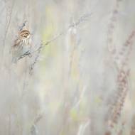 photo-oiseaux-195