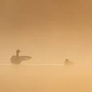 photo-oiseaux-197