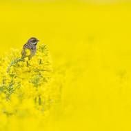 photo-oiseaux-199