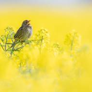 photo-oiseaux-201