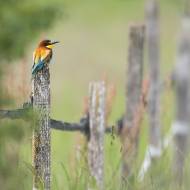 photo-oiseaux-202