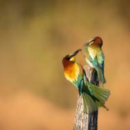 photo-oiseaux-203