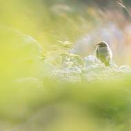 photo-oiseaux-204