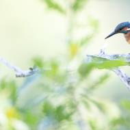 photo-oiseaux-205