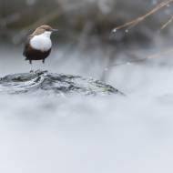photo-oiseaux-216
