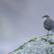 photo-oiseaux-217