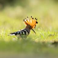 photo-oiseaux-218