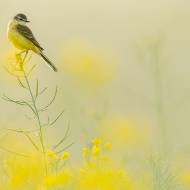 photo-oiseaux-219