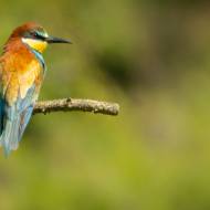 photo-oiseaux-220