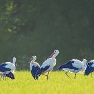 photo-oiseaux-221